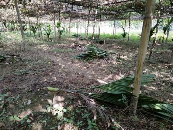 Farmer in Kailashahar devastated as Miscreants destroyed his farm land